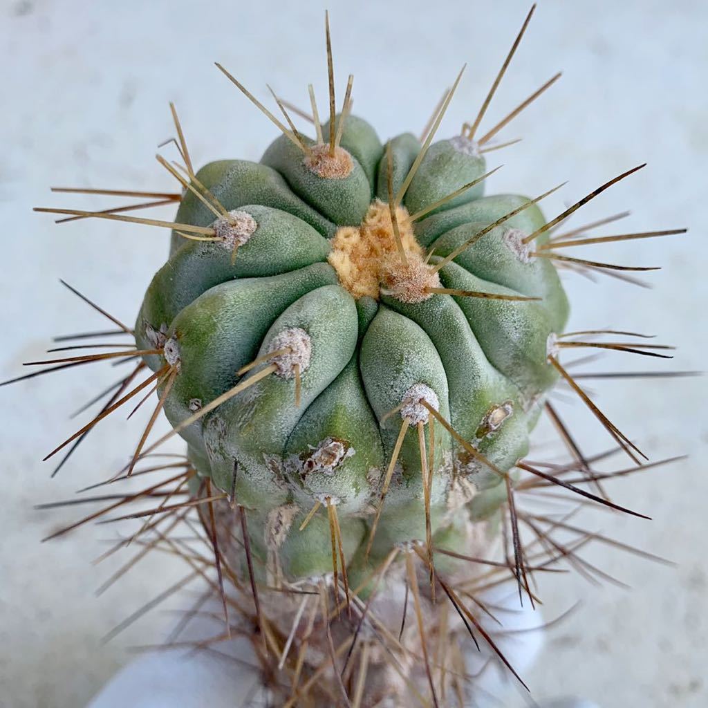 現地球 Copiapoa 大株 迫力 コピアポア ギガンティア 逆鱗丸 現地球