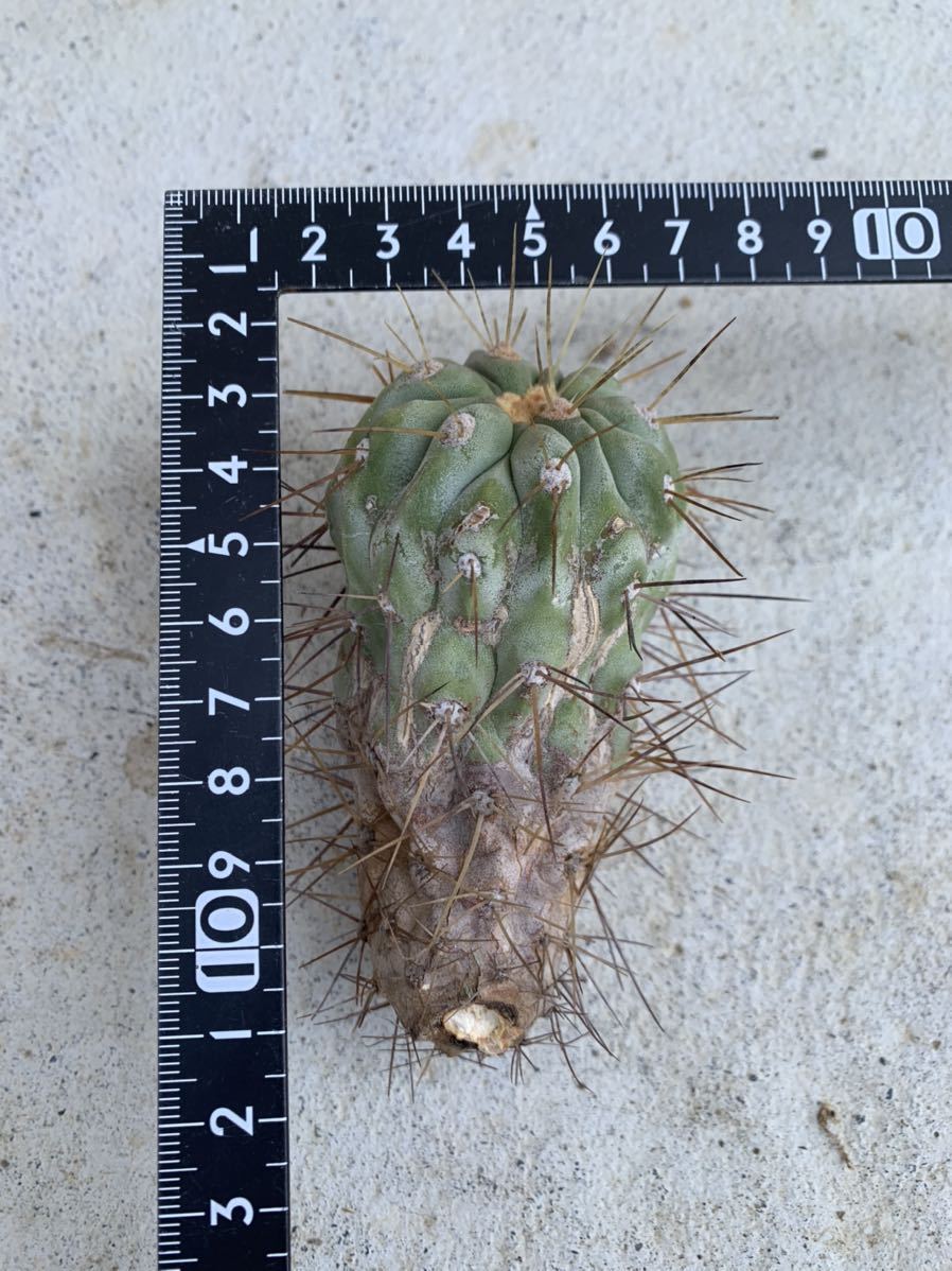 現地球 Copiapoa 大株 迫力 コピアポア ギガンティア 逆鱗丸 現地球