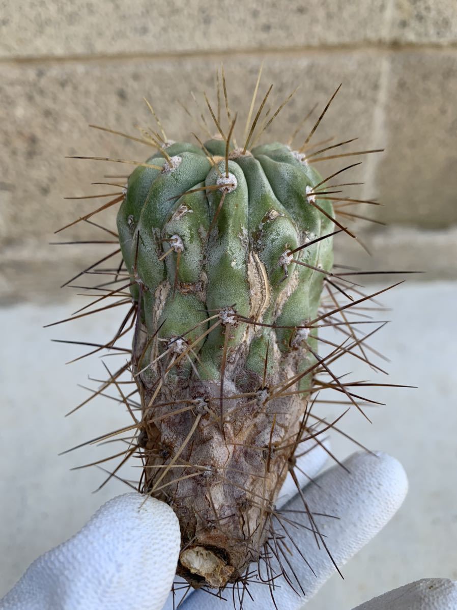 現地球 Copiapoa 大株 迫力 コピアポア ギガンティア 逆鱗丸 現地球