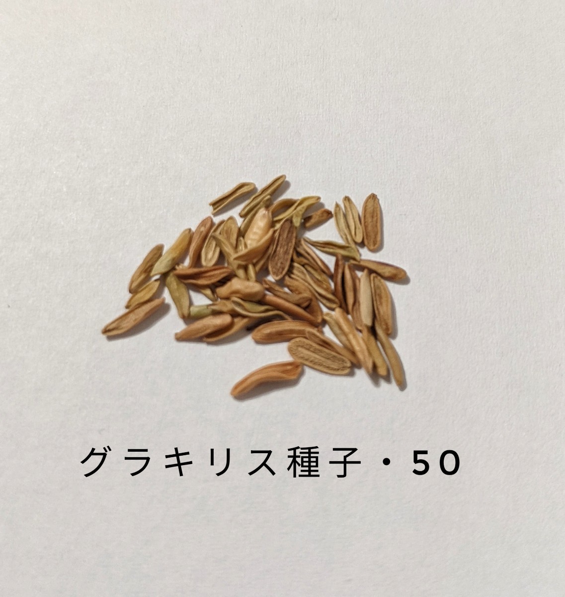 種子　50粒　パキポディウム・グラキリス　3/29通関　①