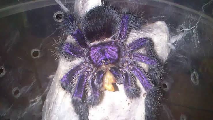 ！2匹セット！パープルピンクトゥ　Avicularia purpurea 幼体　タランチュラ