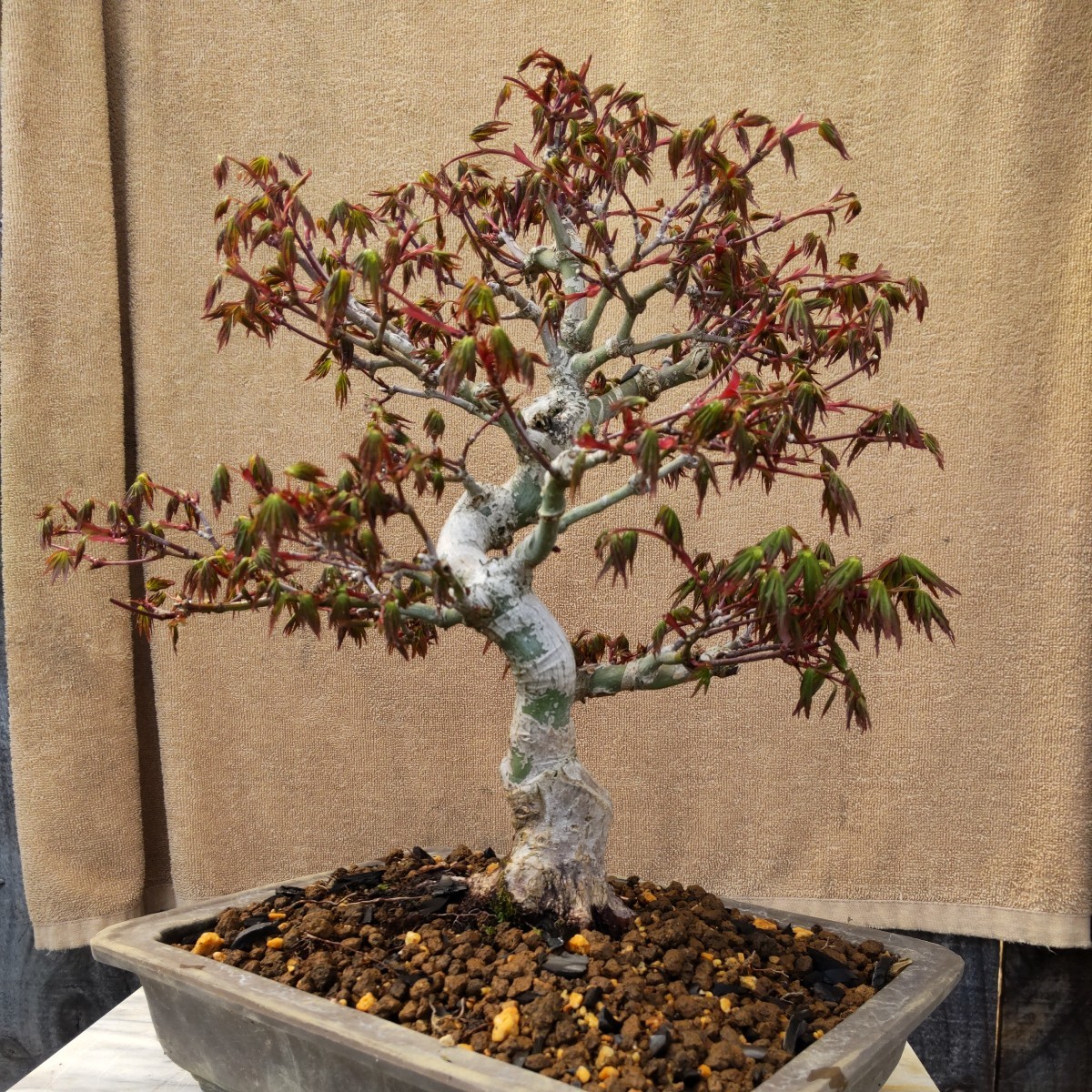 山もみじ 盆栽 紅葉 – 盆栽妙 本店 山紅葉 モミジ 秋に紅葉 春に新芽