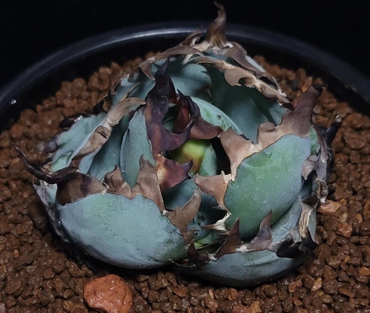 H27 多肉植物 アガベ　チタノタ BB 強鋸歯　狂刺　ブラッアンドブルー　黒棘 短葉 包葉