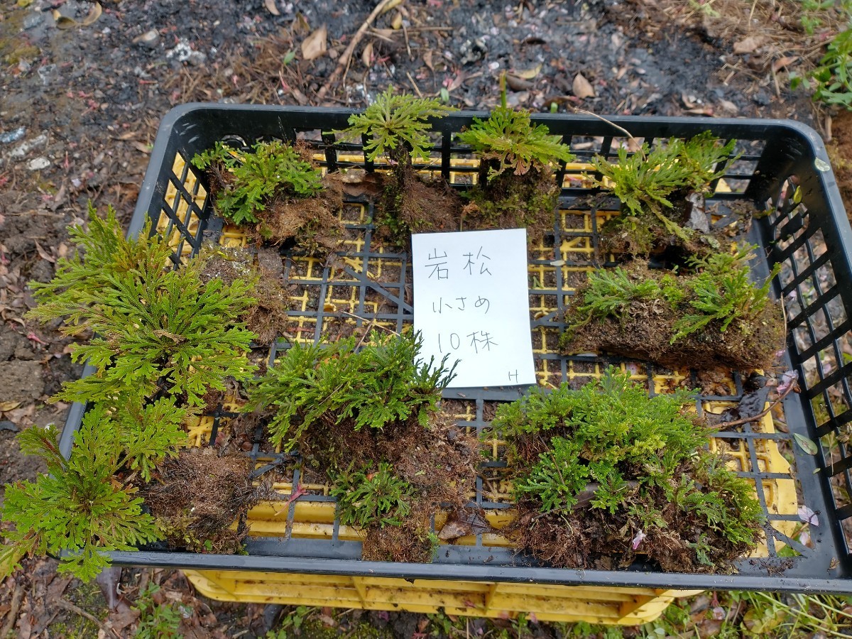 H 岩松 岩ヒバ イワヒバ 10株 おまけ付き 天然 山野草 庭 盆栽