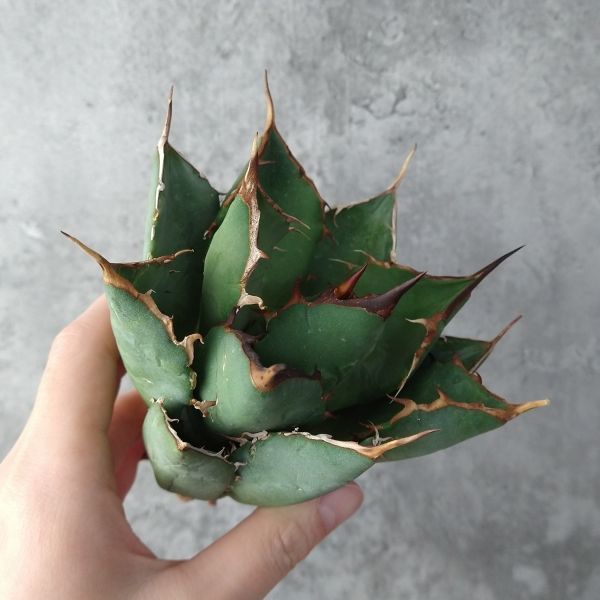 【IR290】【極上高級株！イラン産◆アガベ チタノタ ペルシアン ドワーフ◆】Agave titanota 'Persian Dwarf'
