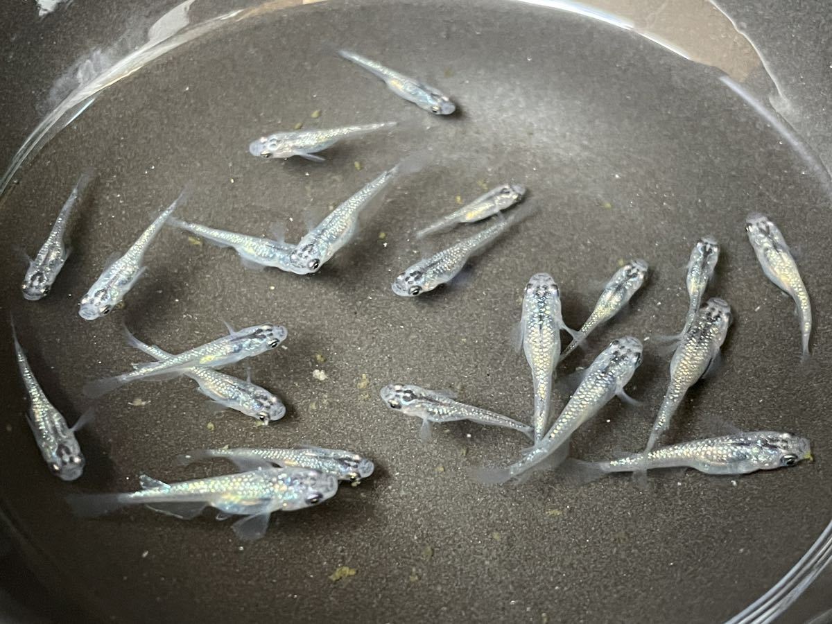 サファイア　20匹 メダカ