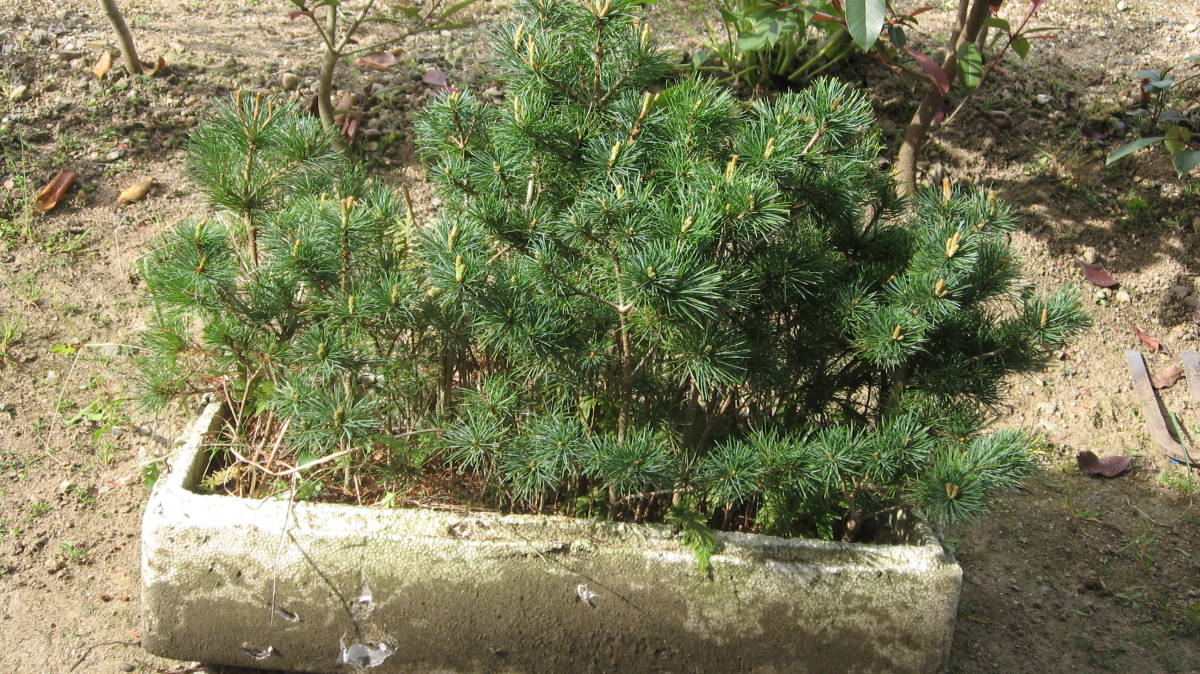 五葉松　四国赤石五葉松　五年生か七年か　柔らか　若木　文人木に　10本