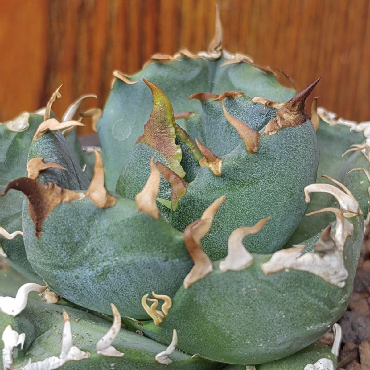アガベ チタノタ 牛魔王 子株 agave titanota （検 チタノタ 魔丸 牛