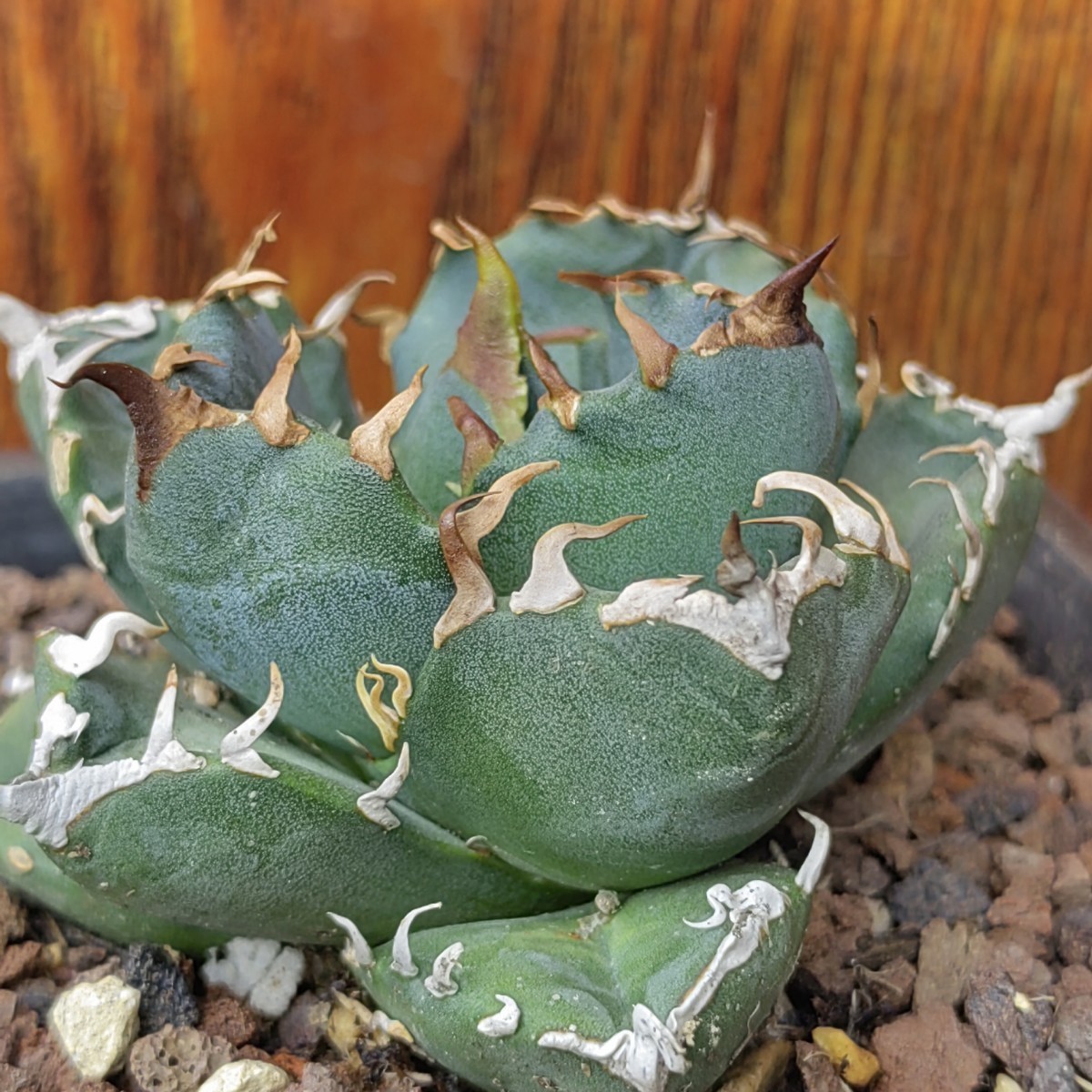 オンライン 特選！アガベチタノタ牛魔王（極上株）S級血統高級品種