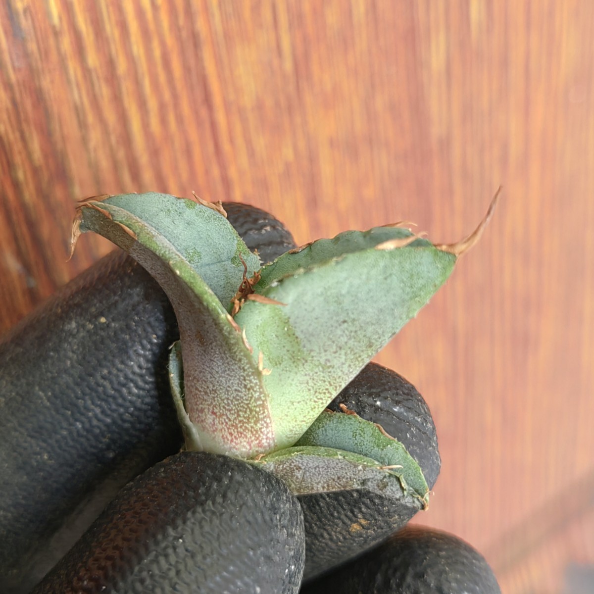 アガベ チタノタ 牛魔王 子株 agave titanota （検 チタノタ 魔丸 牛