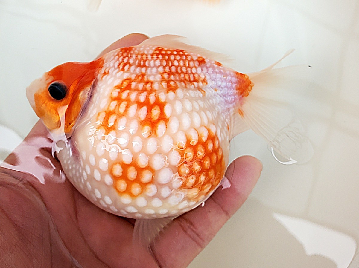 国産ペア☆ピンポンパール☆2匹☆約12.0cm弱☆明け2歳☆上質☆丈夫 