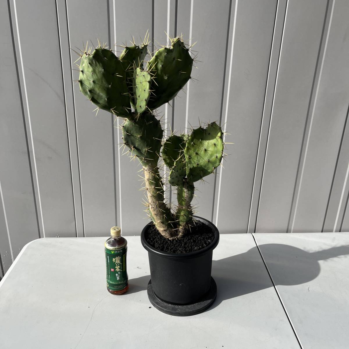 名前不明　ウチワサボテン