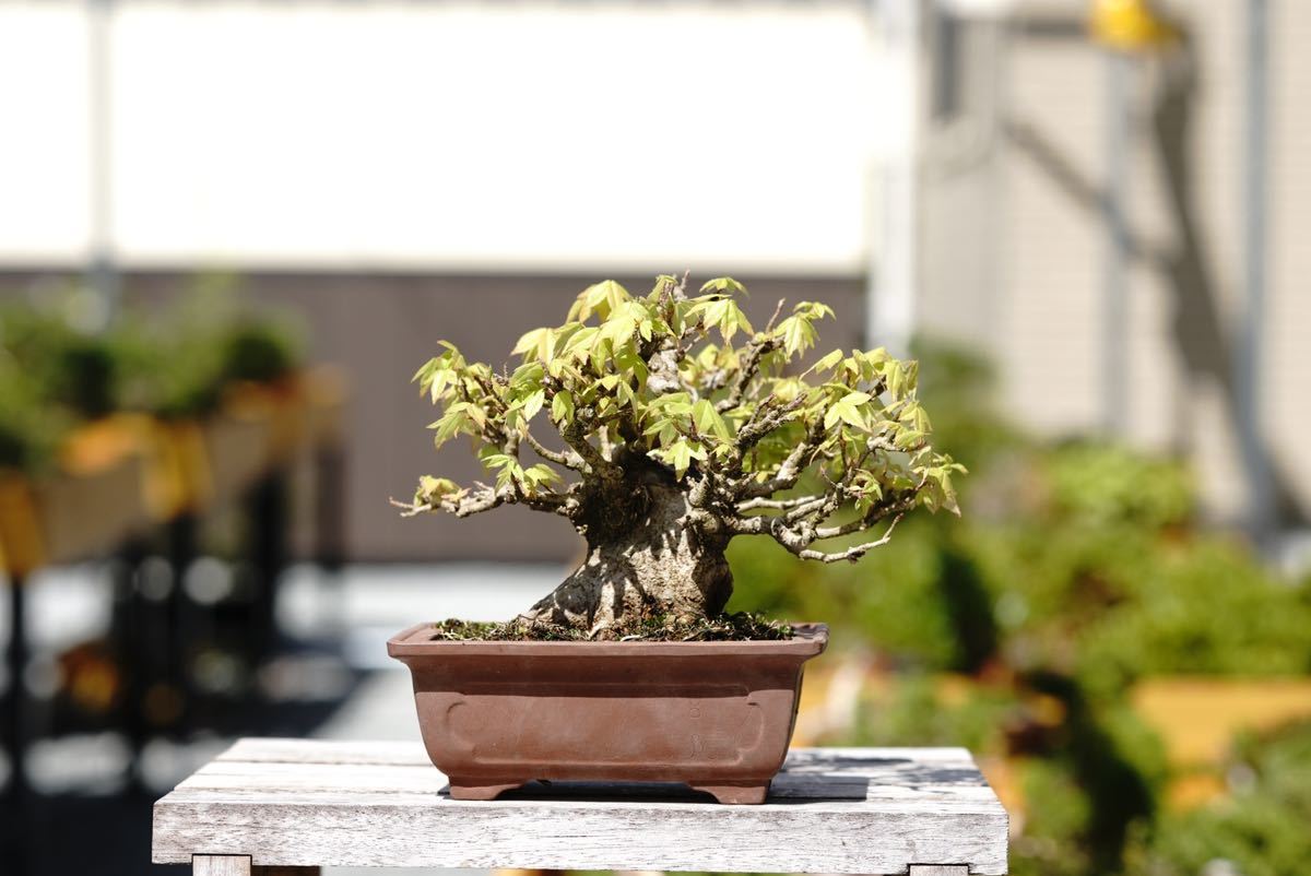 盆栽仲間 極上品☆カエデ（38㎝）☆P‐2