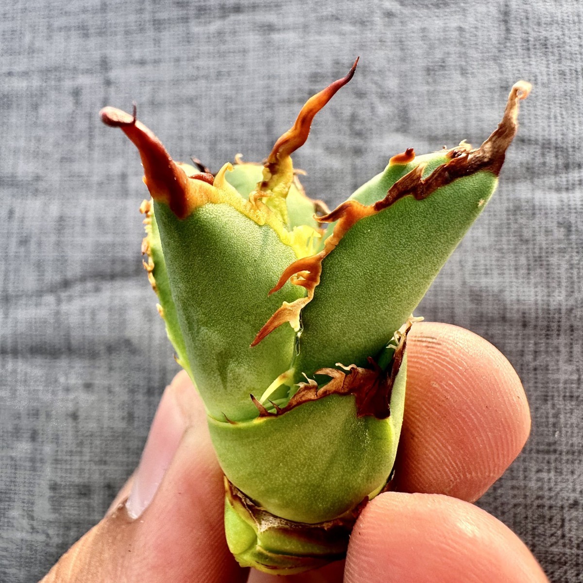 LWJ12【超特選厳選】激レア アガベ チタノタ fo—076 強白棘 特選強棘