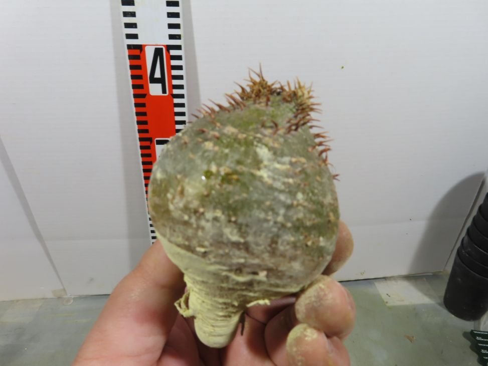 ミ059 「塊根植物」パキポディウム グラキリス SS 抜き苗【最新到着・マダガスカル・gracilius・根切り画像要確認】