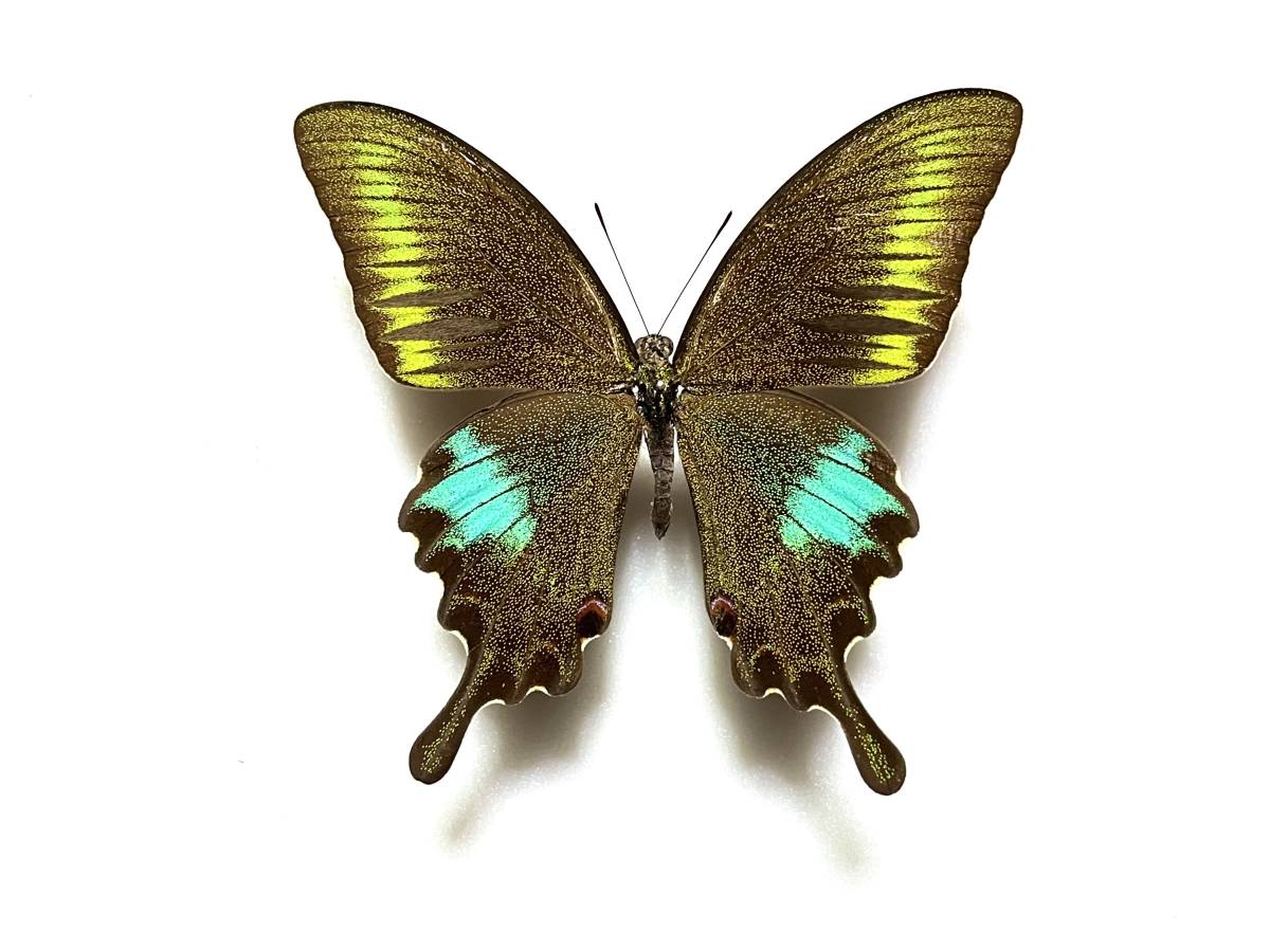 外国産蝶標本 クジャクアゲハ ssp.polyctor 1♂ 珍！ パキスタン 産