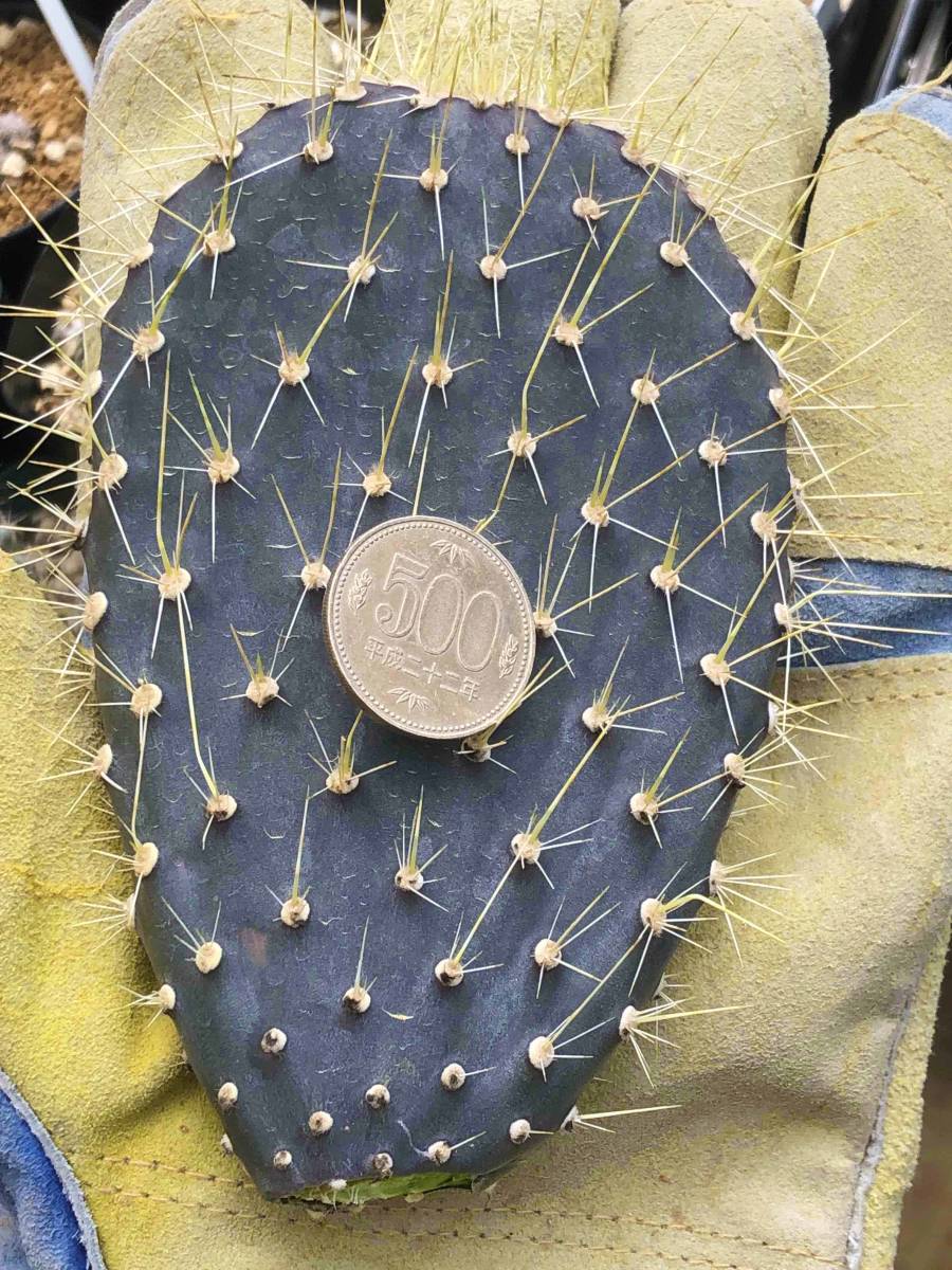苗】オプンチア・ガラパゴス団扇(opuntia galapageia)白刺黒肌 苗】オプンチア・ガラパゴス団扇(opuntia galapageia)白刺黒肌