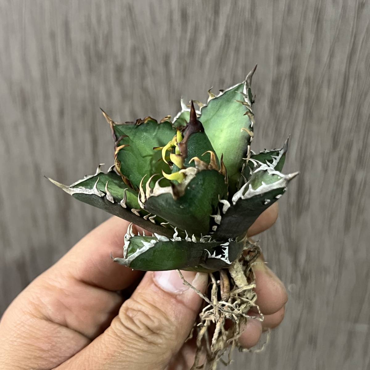 3発根済 アガベ チタノタ FO-076 Agave titanota 強棘 FO-076 オテロイ