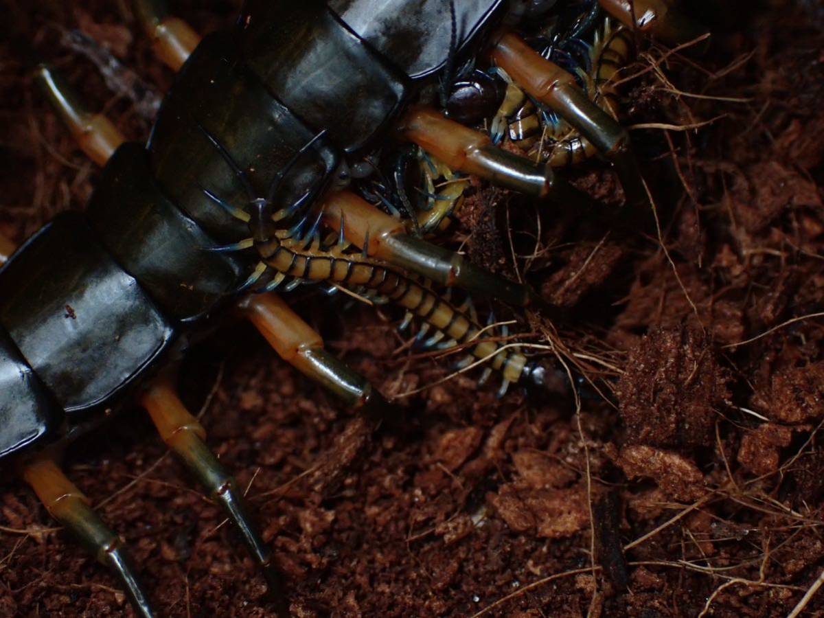 標本 ケンランカマキリ ペア Metallycus splendidus 【公式通販】