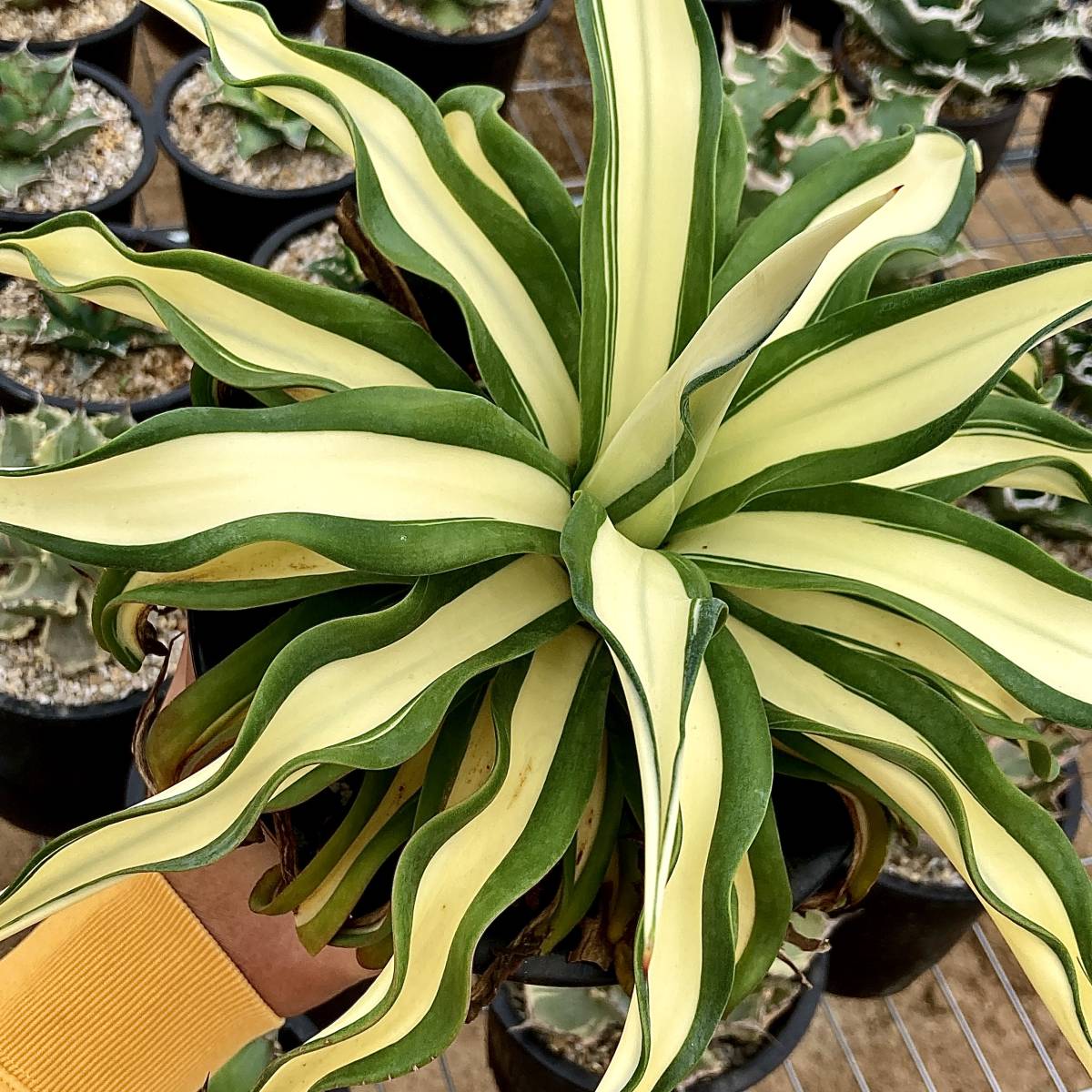 アガベ Agave 姫厳龍 姫厳竜 ボール型 良型 台湾アガベ 発根済 【公式