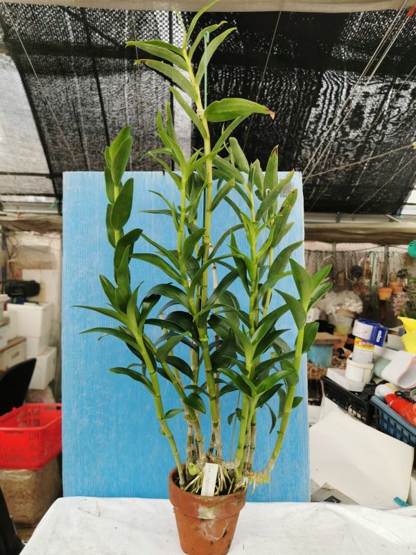 ◎◎洋蘭◎◎ Den. leporinum (M)