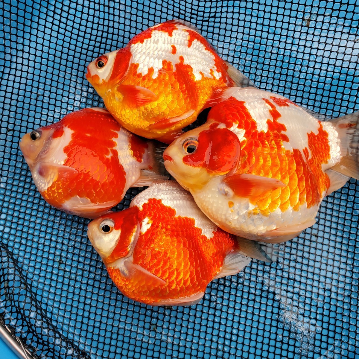 越後上越産 玉サバ短尾 普通鱗×透明鱗 稚魚200匹無選別 金魚