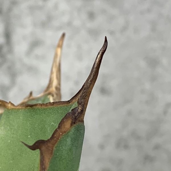 IR188極上高級株！イラン産◇アガベ チタノタ ペルシアン ドワーフ