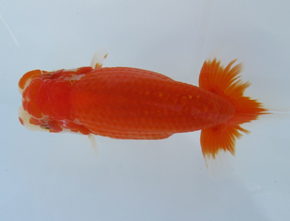 ★安心の通販実績　㈱水島らんちゅう販売★【鑑賞用】-上物透明鱗らんちゅう三歳魚(雄) TO6-4