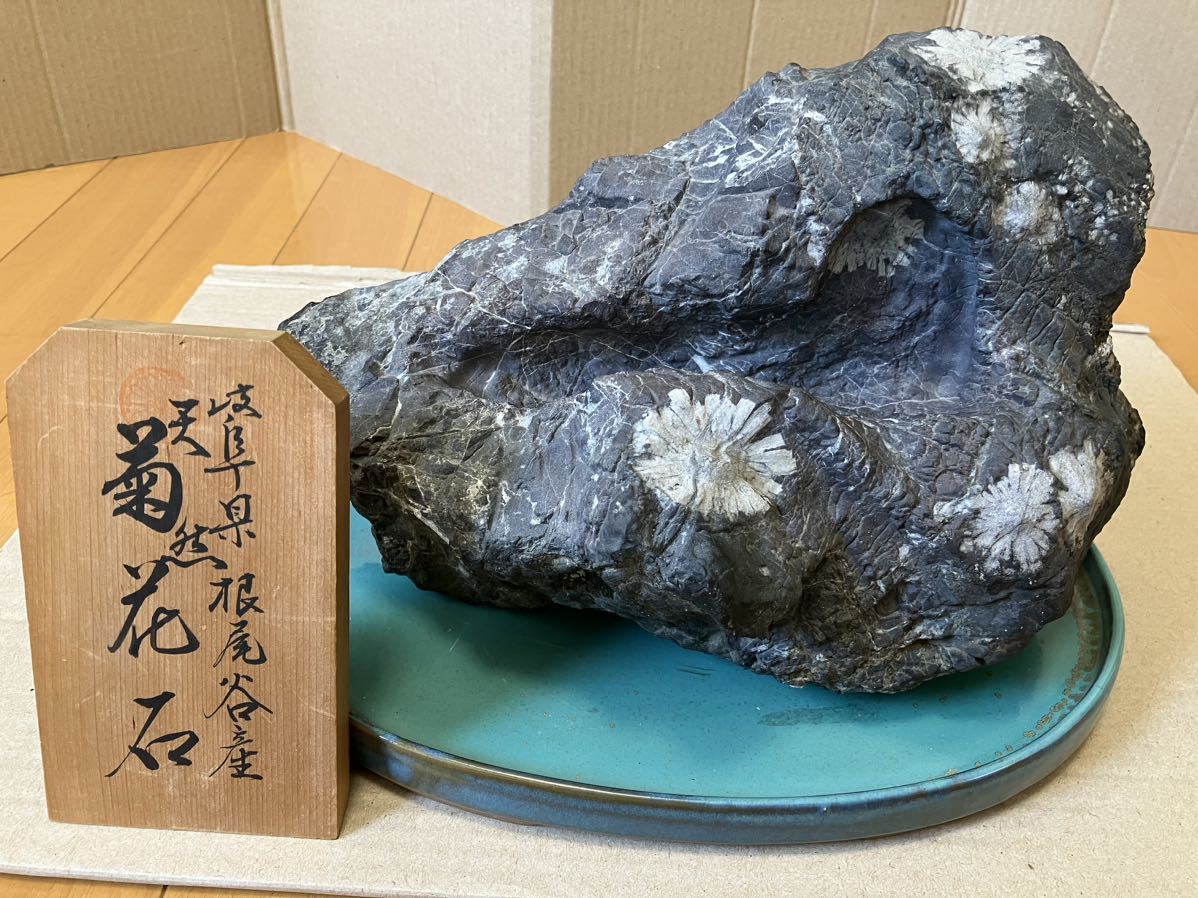 菊花石 グレー母岩 白菊 岐阜県根尾谷産菊花石 岐阜県 根尾谷 岐阜県