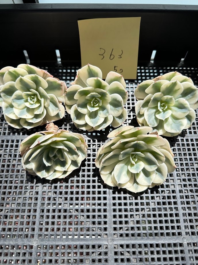 0404-HXLY001-363 ルノーディーン5個　多肉植物エケベリア韓国苗