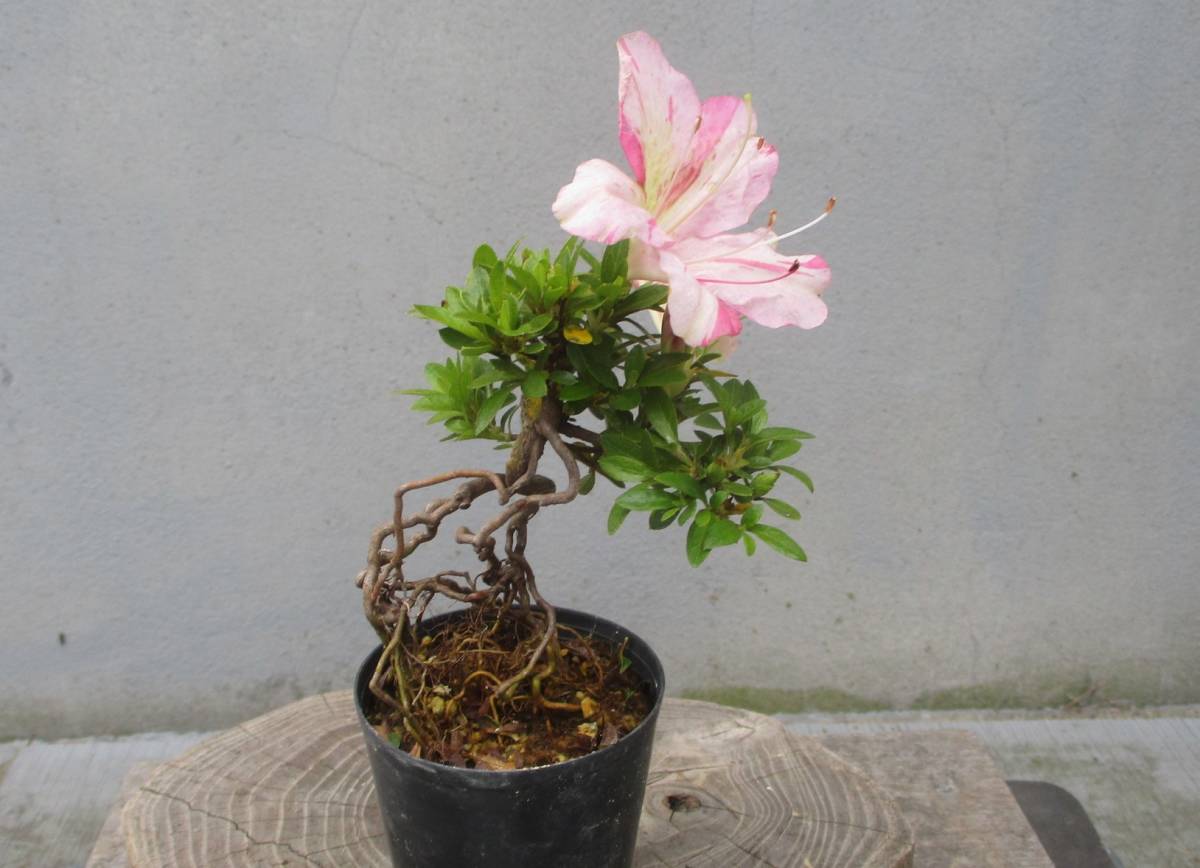 極小品 根上がり さつき盆栽 ◇新花 幸の雅 （明美の月の花変わり