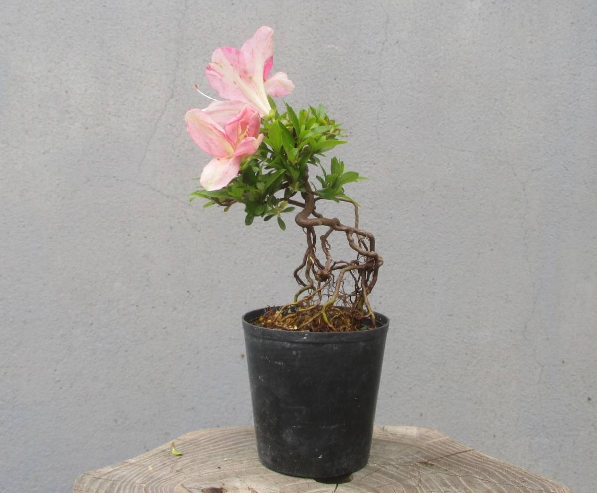 極小品 根上がり さつき盆栽 ◇新花 幸の雅 （明美の月の花変わり
