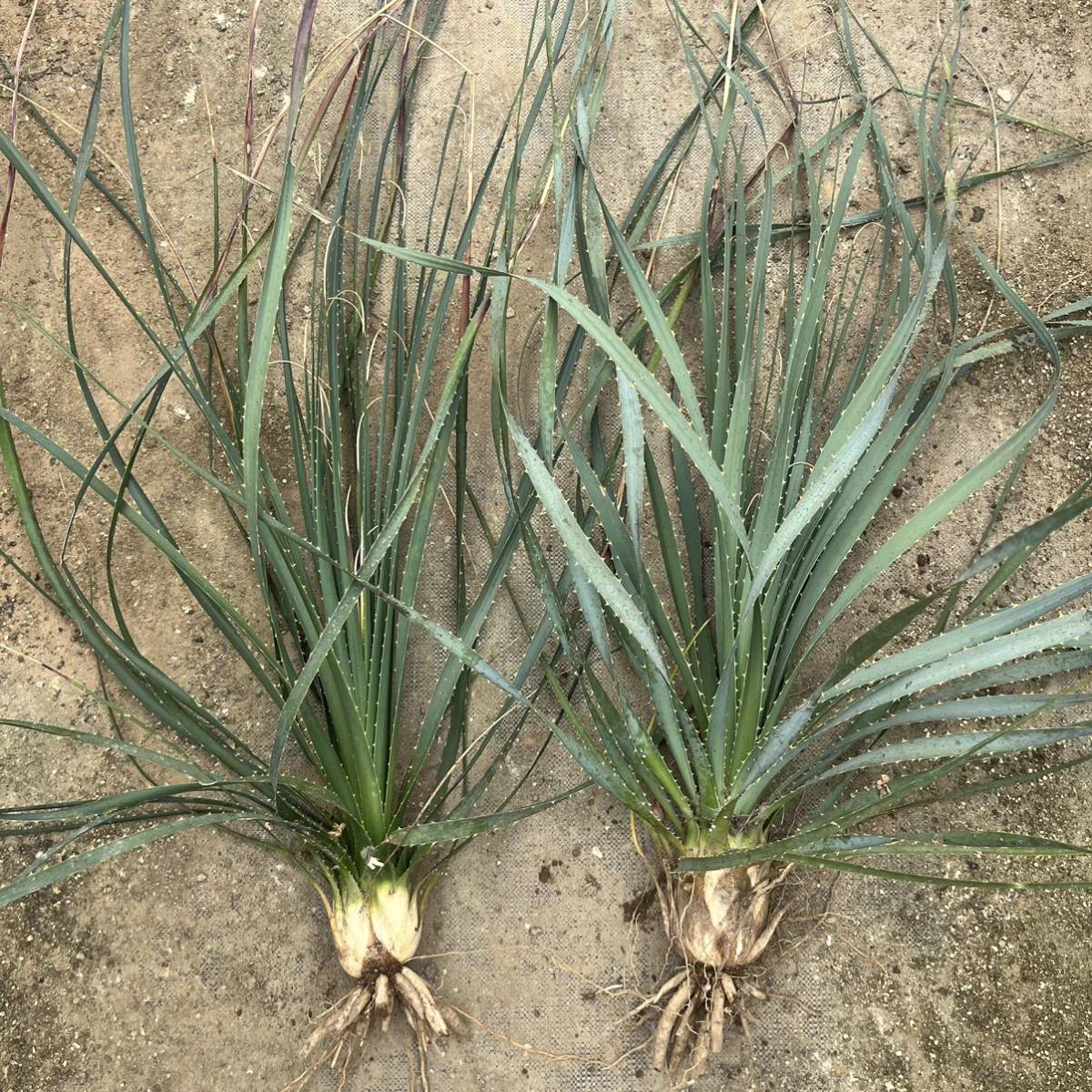 グラウコフィラム ダシリリオン 観葉植物 ドライガーデン 10号 楽天