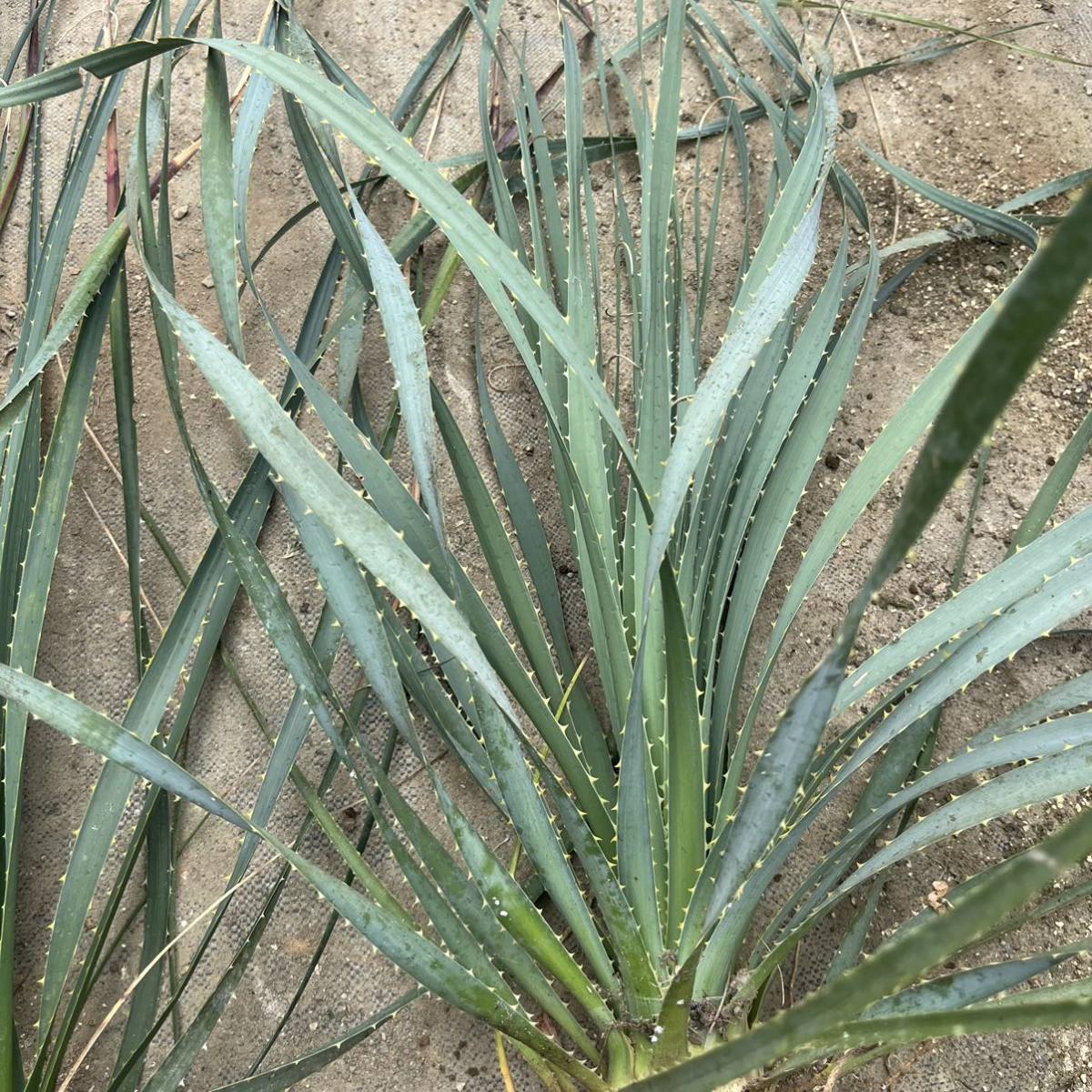 グラウコフィラム ダシリリオン 観葉植物 ドライガーデン 10号 楽天