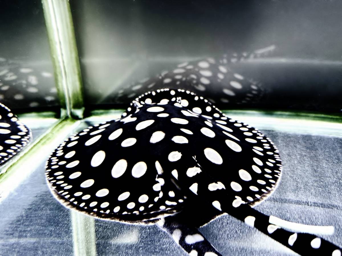 予約受付中❗️純血ダイヤモンドポルカドットスティングレイ ♂約１７cm【純血】