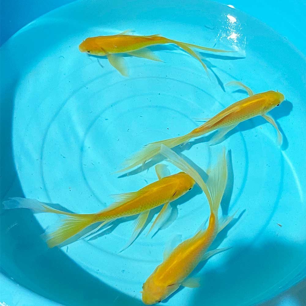 1スタ レモンコメット 4匹 14cm 16cm前後 Lサイズ 金魚(和金)|売買されたオークション情報、yahooの商品情報をアーカイブ公開 ...