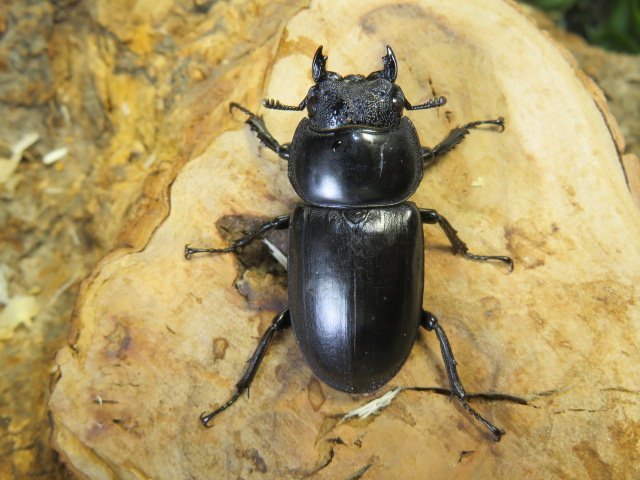 メス単品・アンタエウスオオクワ　A-♀40ミリ(malaysia)・WＤ・昆虫販売アリスト