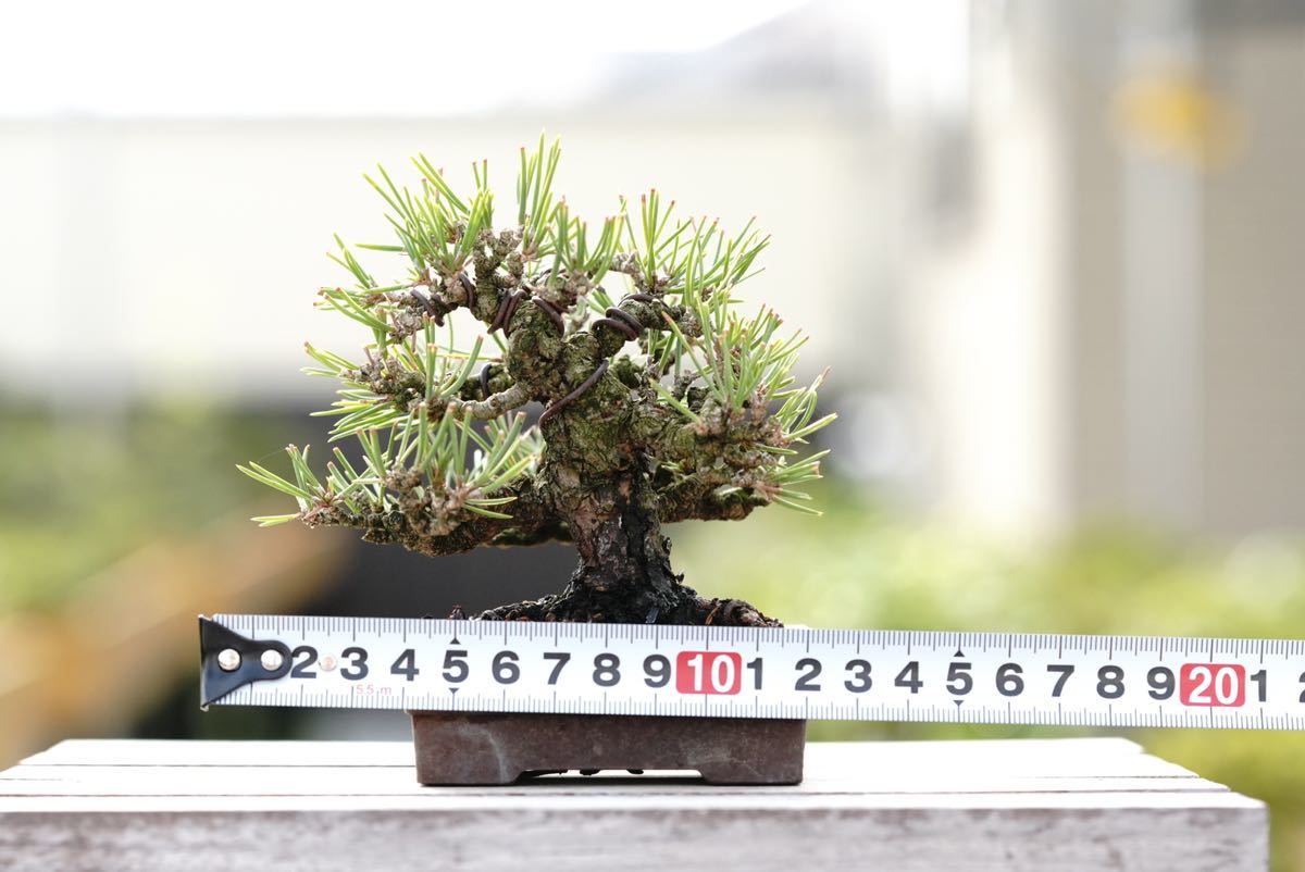 ミニ盆栽 小品盆栽 黒松-6 Flower Gardening Bonsai 【公式通販】