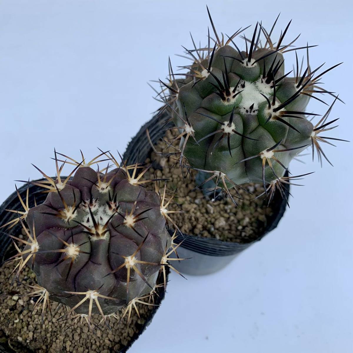 23・コピアポア黒王丸hyb. 接木２本セット・サボテン 多肉植物 