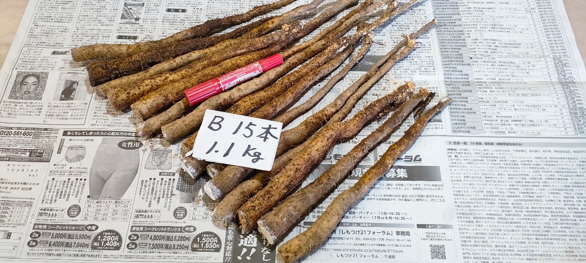 B自然薯種芋・15本/1.1㎏・2年バイオ（首部分）・2Bio（首）・人気種芋！！