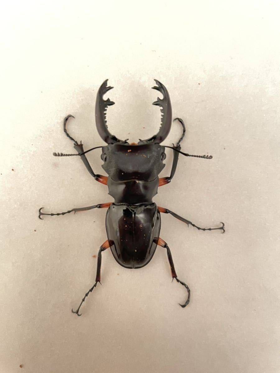 ★フィリピン便！WDインペリアリスツヤクワガタ　♂69mmUP 1♂2♀セット★