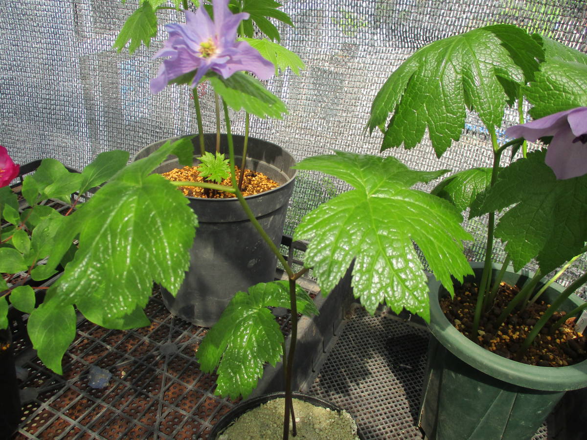 山野草、シラネアオイ、八重咲（多弁花系）9 鉢植え 花、園芸 【公式通販】