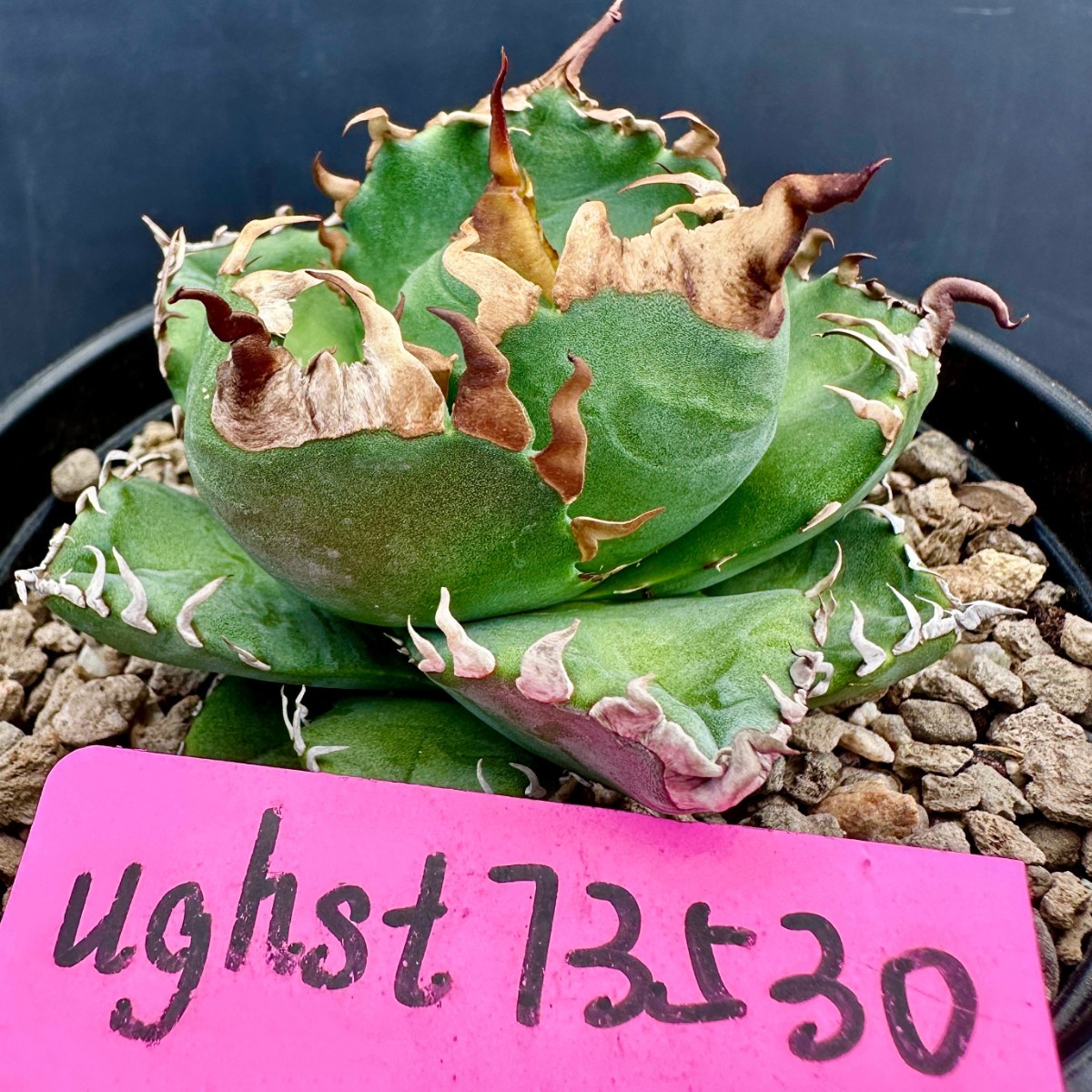 G34 特選 アガベ チタノタ 魔丸 陽炎狂刺 極上強棘 激レア高級品種 極美極上子株