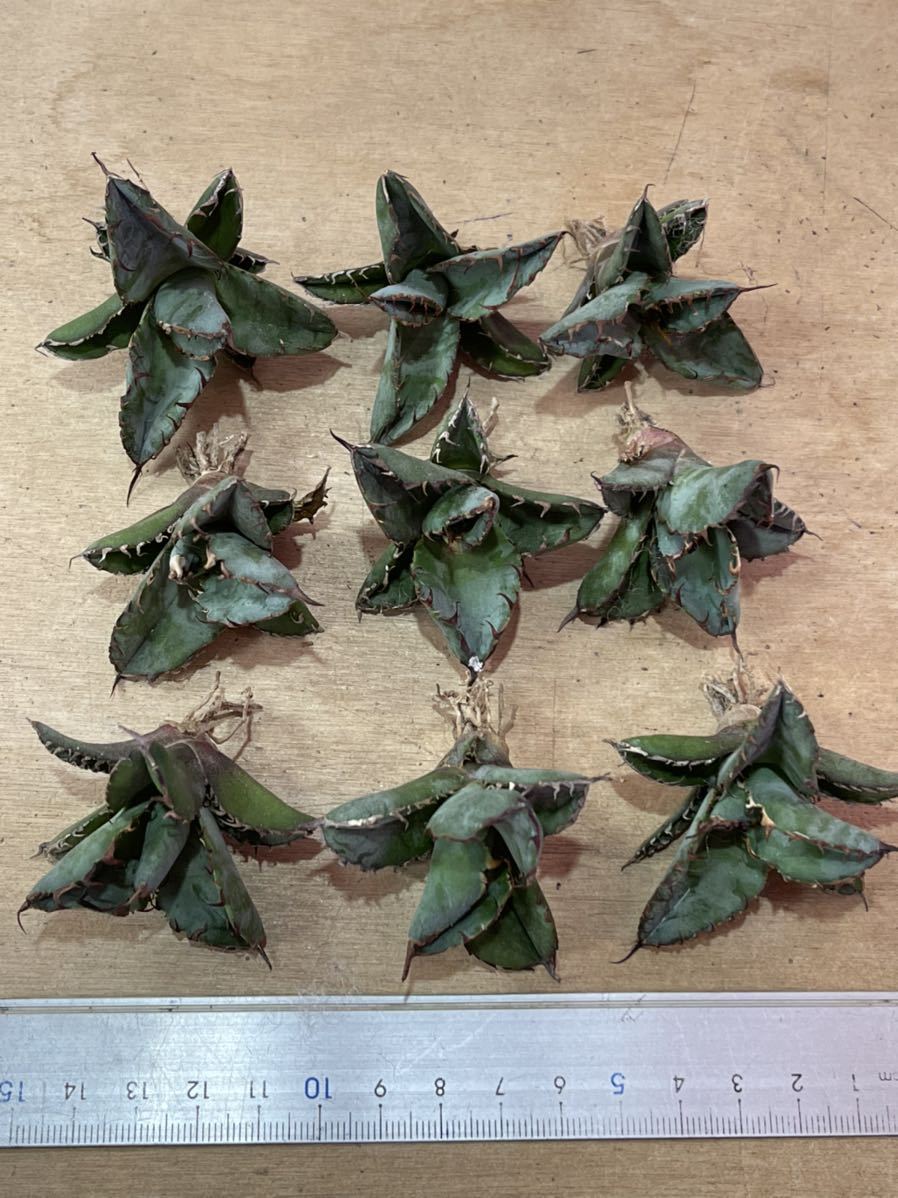 多肉植物アガベ チタノタ ブラックアンドブルー小株9株セット