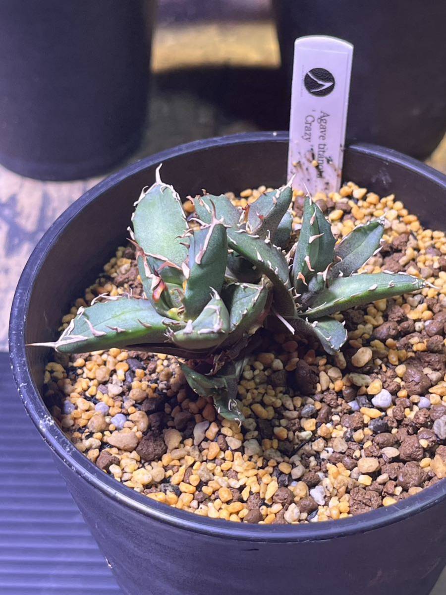 アガベ チタノタ crazy クレイジー - アガベ安く 買う 方法 アガベ