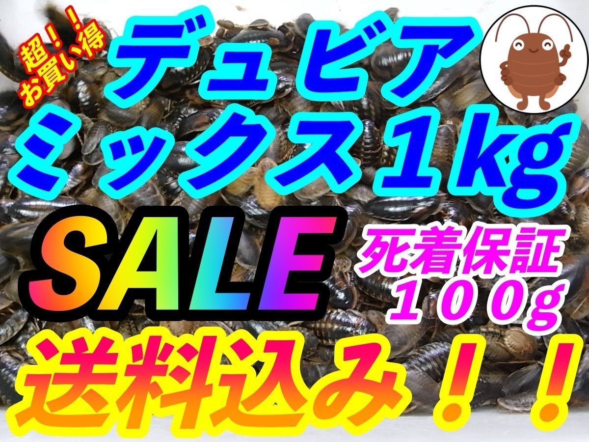 デュビア期間限定超お買い得!!デュビアミックス1kg＋死着保障100g【合計1.1kg】送料無料爬虫類両生類アロワナの餌エサ デュビア | M〜成虫MIX 通信販売 プレミアムデュビア・デュビア通販 食用昆虫販売