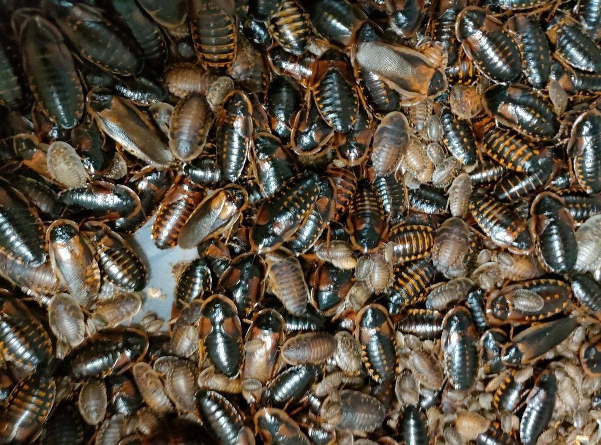 デュビア期間限定超お買い得!!デュビアミックス1kg＋死着保障100g【合計1.1kg】送料無料爬虫類両生類アロワナの餌エサ デュビア | M〜成虫MIX 通信販売 プレミアムデュビア・デュビア通販 食用昆虫販売