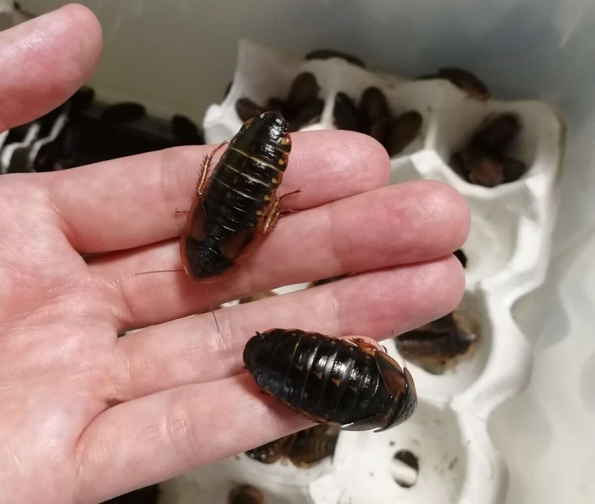 デュビア期間限定超お買い得!!デュビアミックス1kg＋死着保障100g【合計1.1kg】送料無料爬虫類両生類アロワナの餌エサ デュビア | M〜成虫MIX 通信販売 プレミアムデュビア・デュビア通販 食用昆虫販売