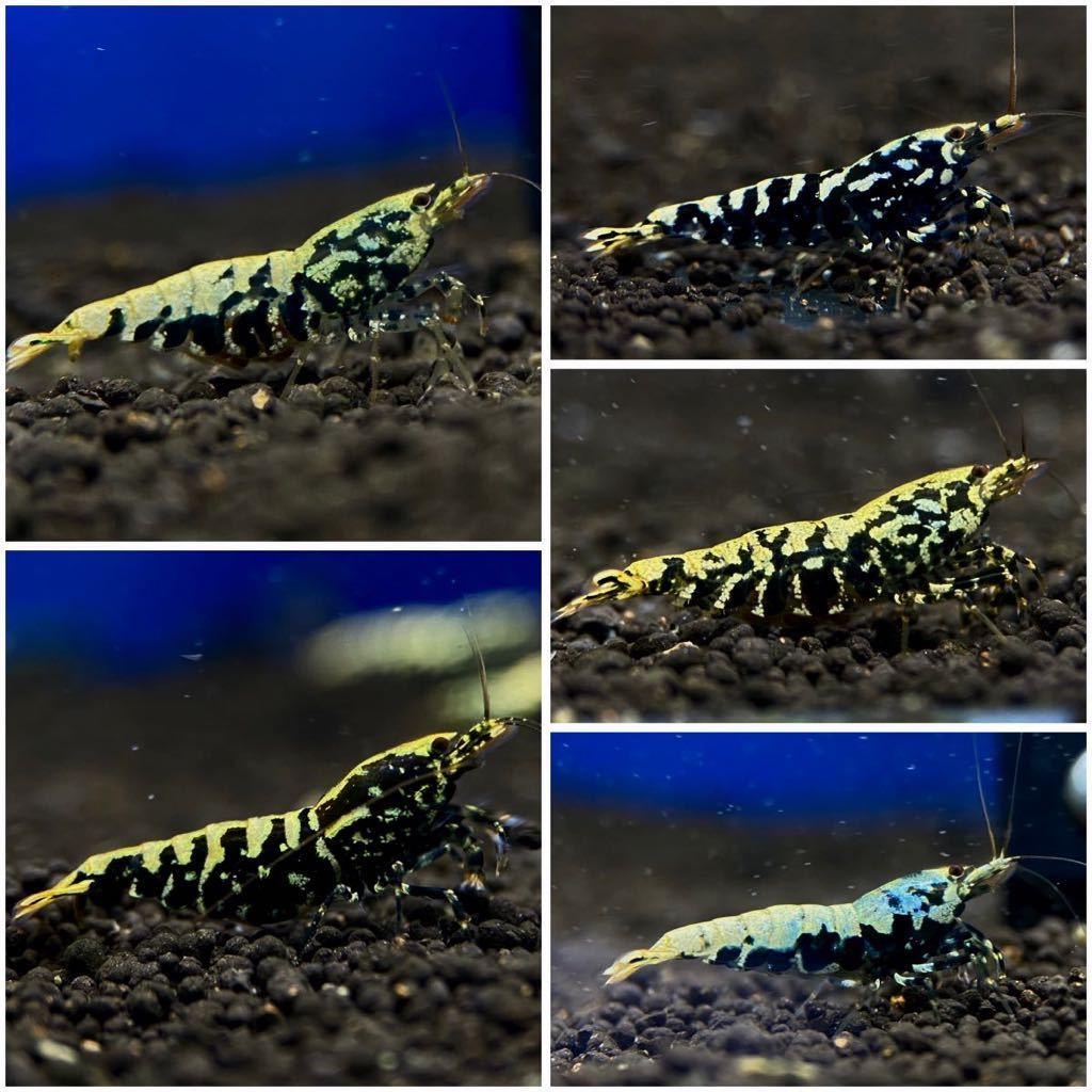 Gather Shrimp ゼウスジェネレーション血統 雄2雌3 内抱卵個体2匹 