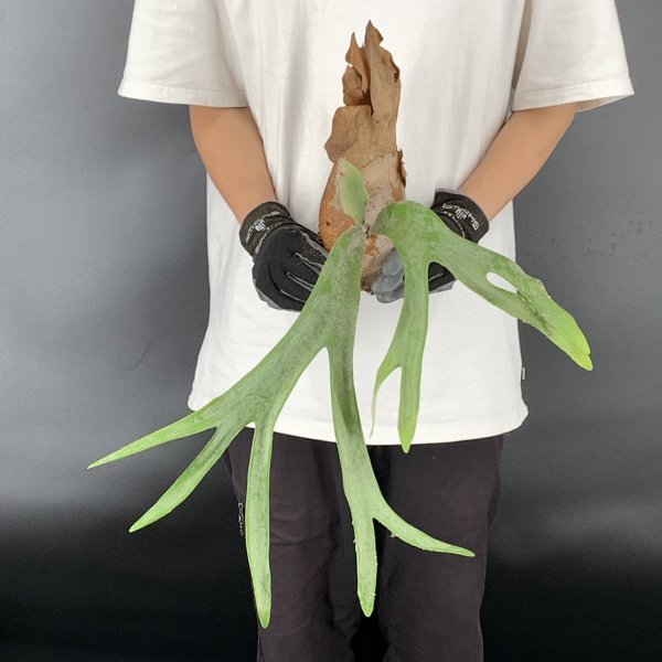 Y225【4/22輸入】Platycerium willinckii ”silver” WILD (プラティケリウム・ウィリンキー)【東ジャワ・トレンガレク】